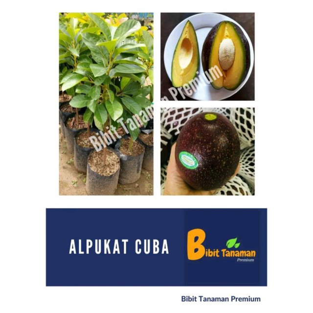 BIBIT ALPUKAT CUBA