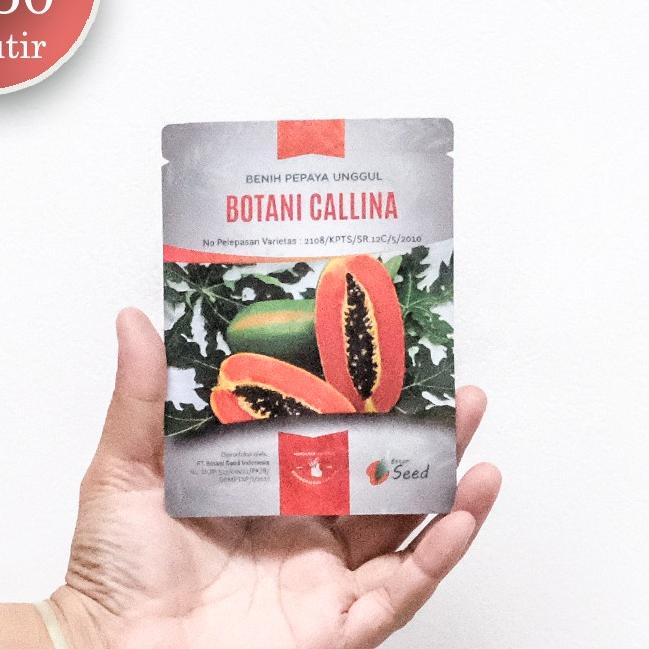 m9✸Terkini✼➠ BENIH PEPAYA CALINA CALIFORNIA IPB ISI 150 asli botani seed 54 ➠