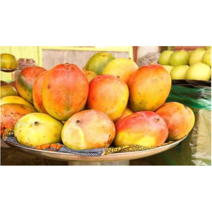 Bibit Tanaman Buah Mangga Afrika - Pohon Mangga Afrika Cepat Berbuah UNGGULAN