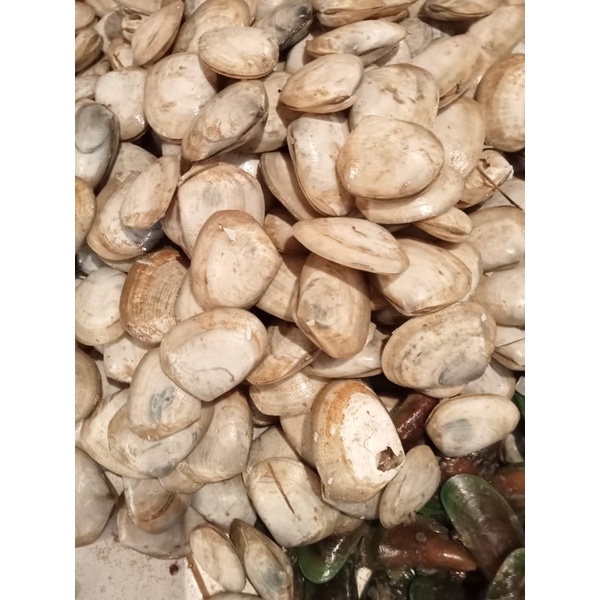 

Kerang Madu 500 Gram