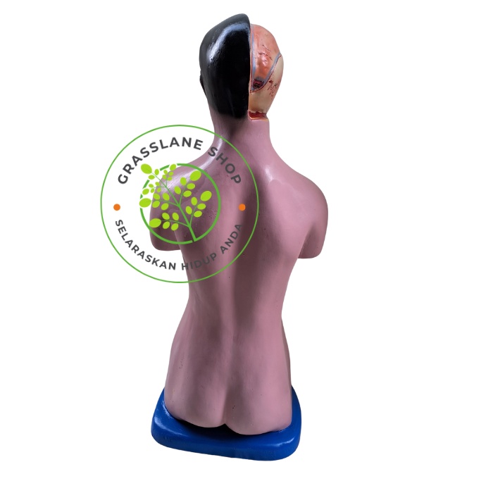 Phantom/Manekin/Manikin Organ Tubuh Manusia Torso Pria