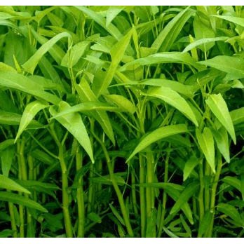 300 Benih Kangkung Daun Lebar BIKA Kualitas Unggul