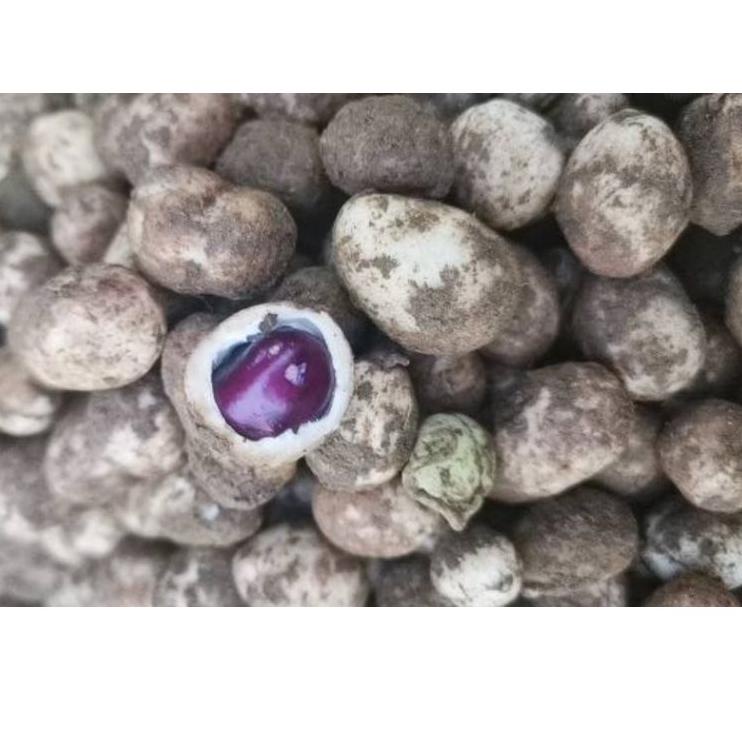 

Pro sale--Kacang Polong Bogor Tua Mentah