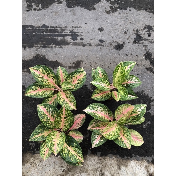 Aglaonema twinkle jumbo