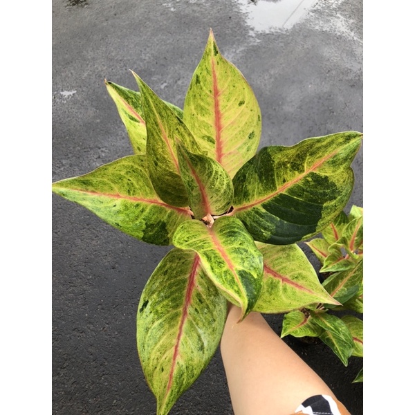 aglaonema panama jumbo