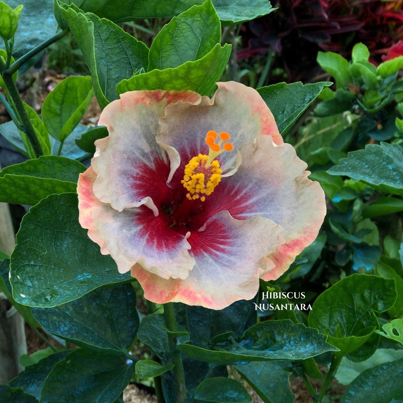 Tanaman Hibiscus Happy The Poison Of Harley Quinn Import Hibiscus Nusantara CODE 008