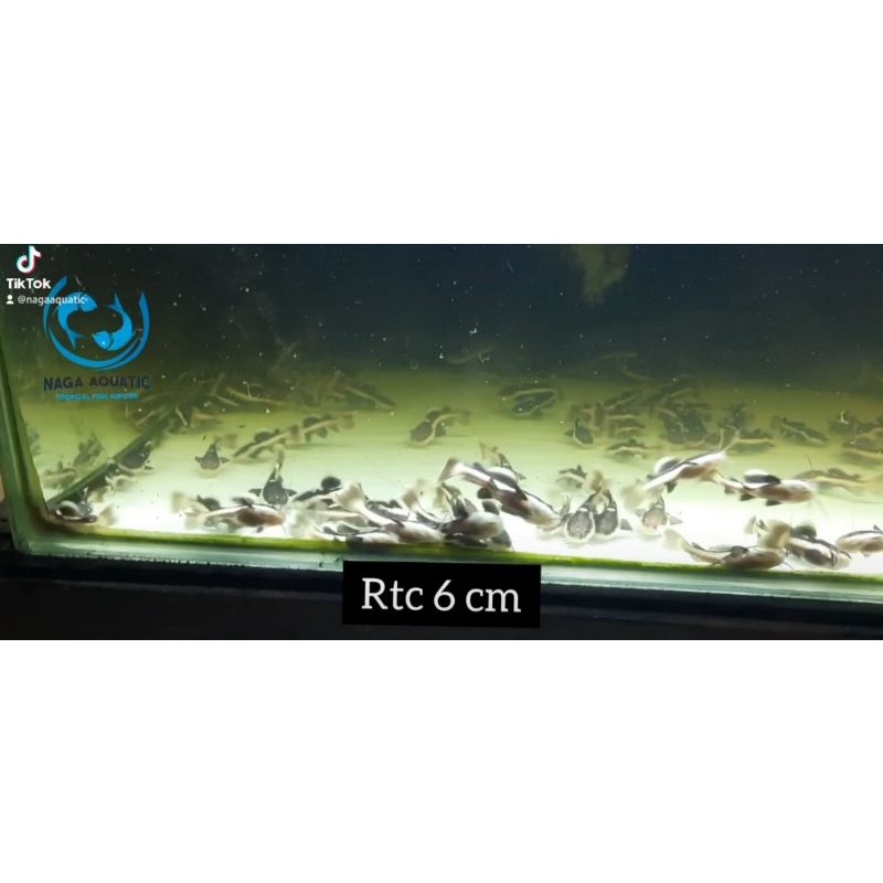 

Ikan Red Tail Catfish 8-10 cm