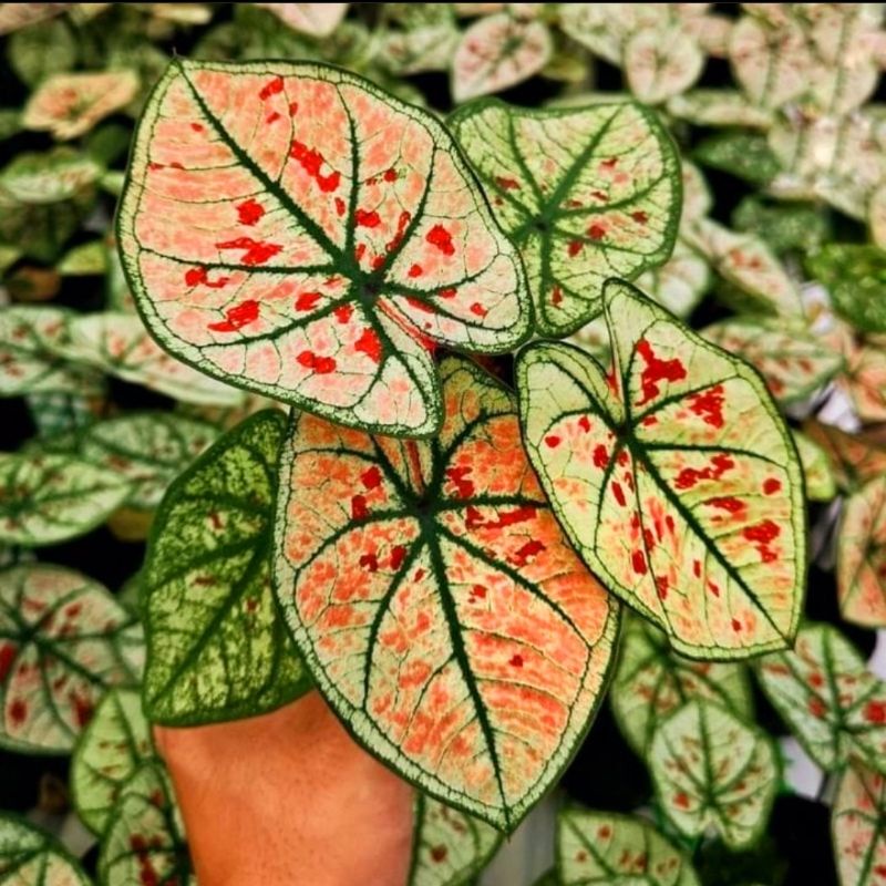 Caladium wonderland 1-3 Daun Tanaman Keladi Hias Murah Impor Thailand Import BUKAN bonggol bibit / T