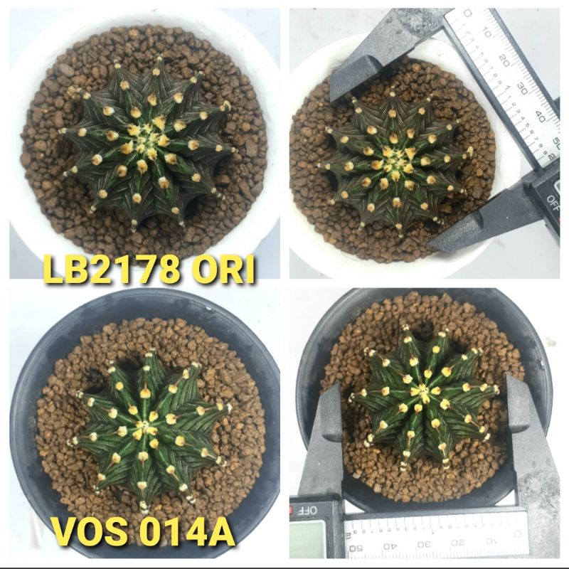 Kaktus LB2178 ORI (Bukan Hybrid) & VOS 014A /PROMO 1 HARI 11,11