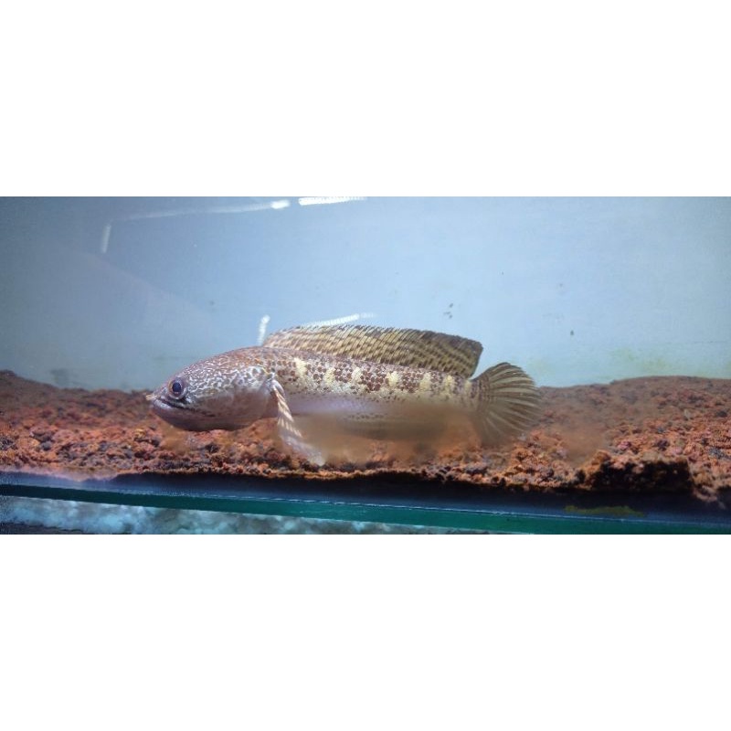 AURANTI 18-20CM  SIMET MURAH