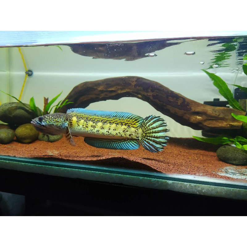 channa auranti kolpri 20-21cm