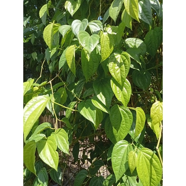 

Daun sirih