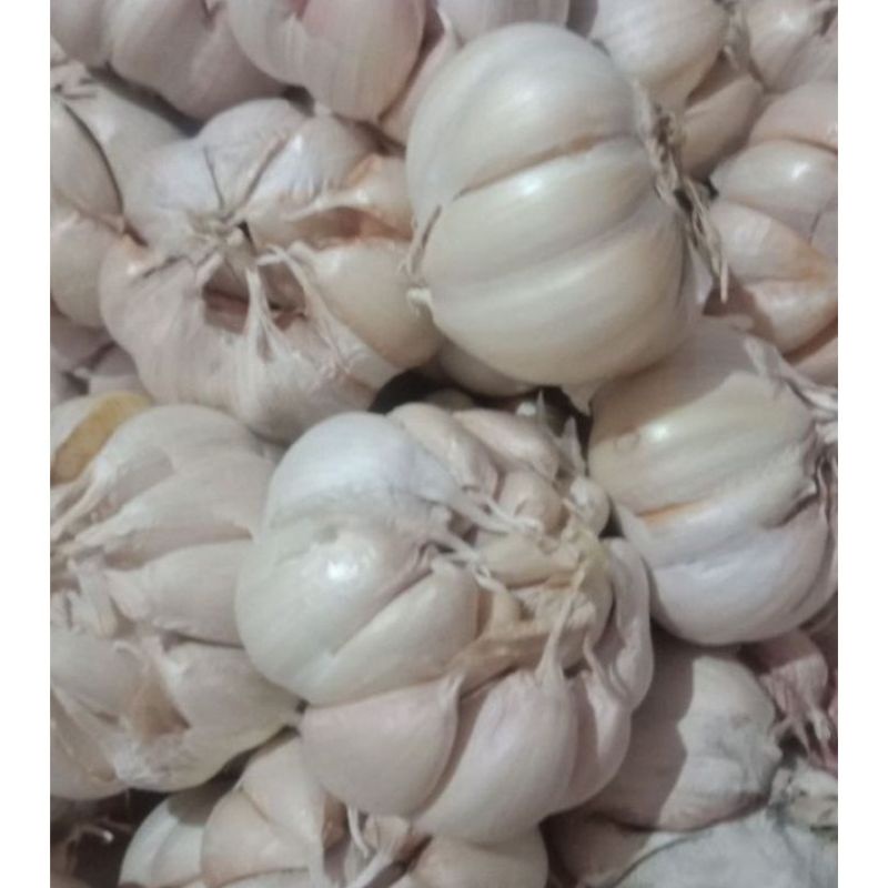 

Bawang Putih Sico/Sinco