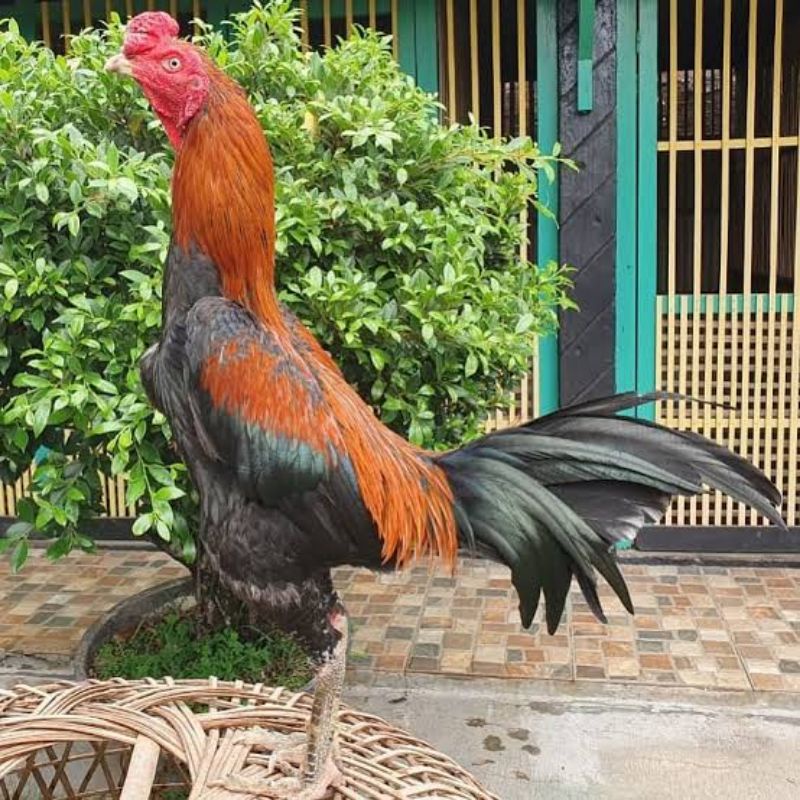 

JUAL TELUR AYAM BANGKOK PAKOY PAKET4 BUTIR