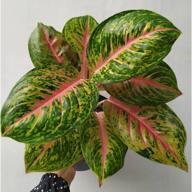BISA COD Tanaman hias aglonema  green papa tanaman hias murah best seller ratudaun_nurserytanaman hi