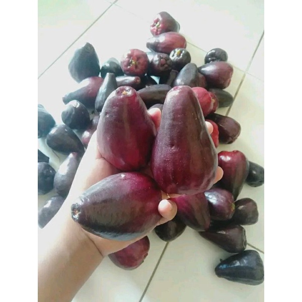 

BUAH SEGAR DARSONO 1KG