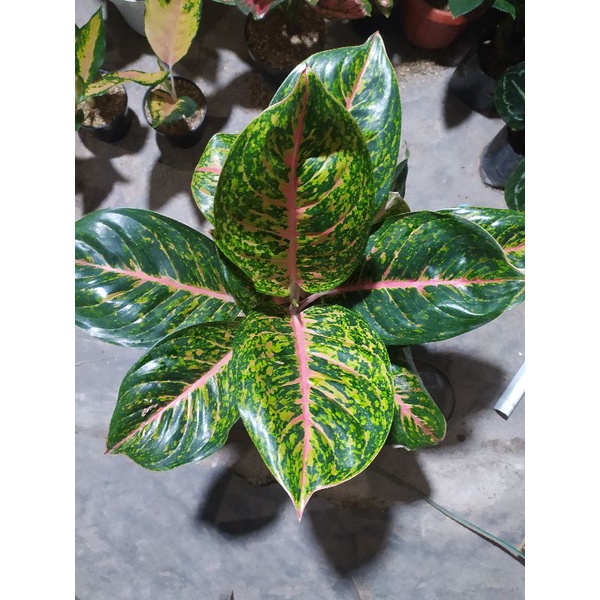 aglaonema big papa