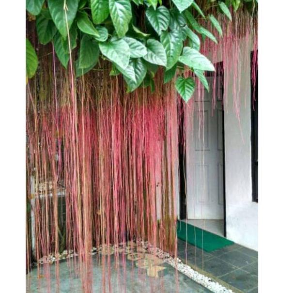 [GBR.18Oc22ᵛ] Curtain ivy ( tirai ivy ) akar merah