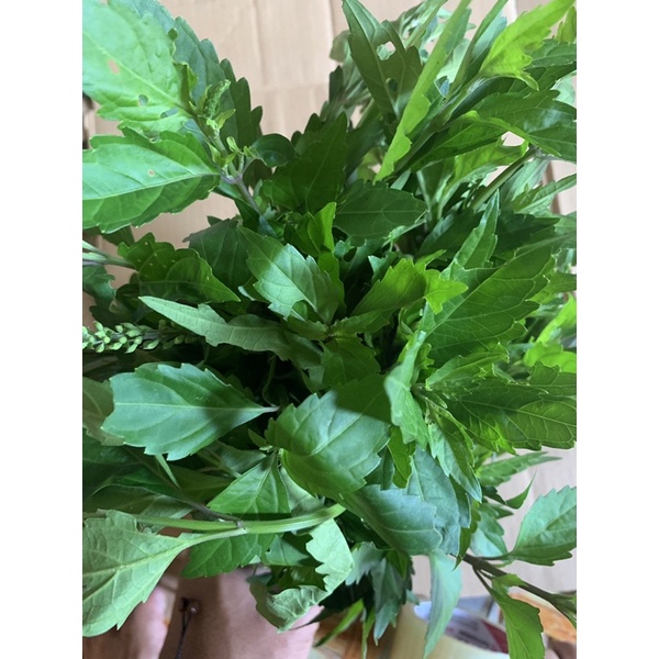 

kumis kucing segar 500gr herbal