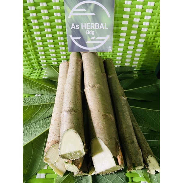 Bibit singkong karet / bibit stek singkong karet super