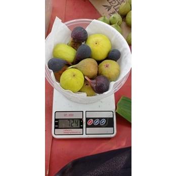 

Jual Buah Tin Buah Surga Buah Ara 500Gr Atau Stengah Kg Buah Tin Segar Fresh Langsung Dari Kebun.. Buah Ara Buah Fig Buah Surga . Buah Promil