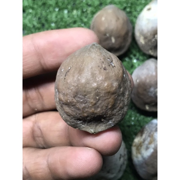 Muncang adu mayit Dedi anak