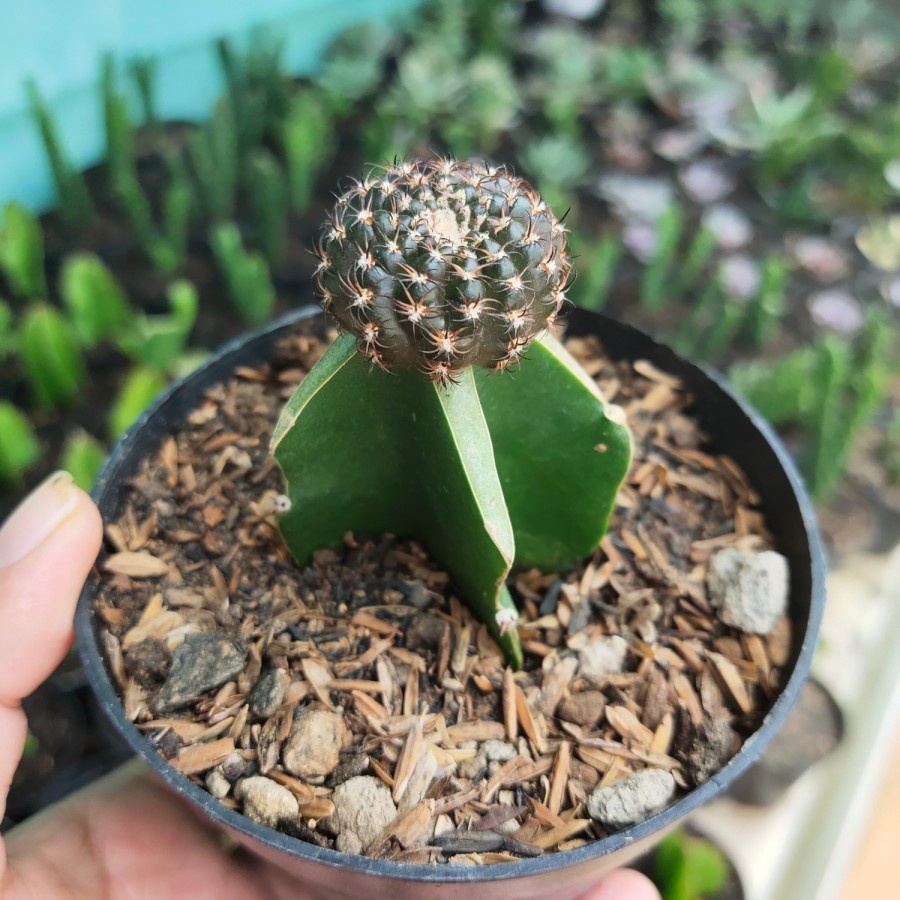 Kaktus Hijau Tanaman Hias Kaktus Mini Benih Bibit Tanaman Kaktus Grifting Hiasan Dekorasi Meja Kanto