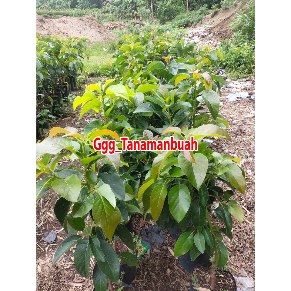 Bibit alpukat Red Vietnam 1 meter batang besar