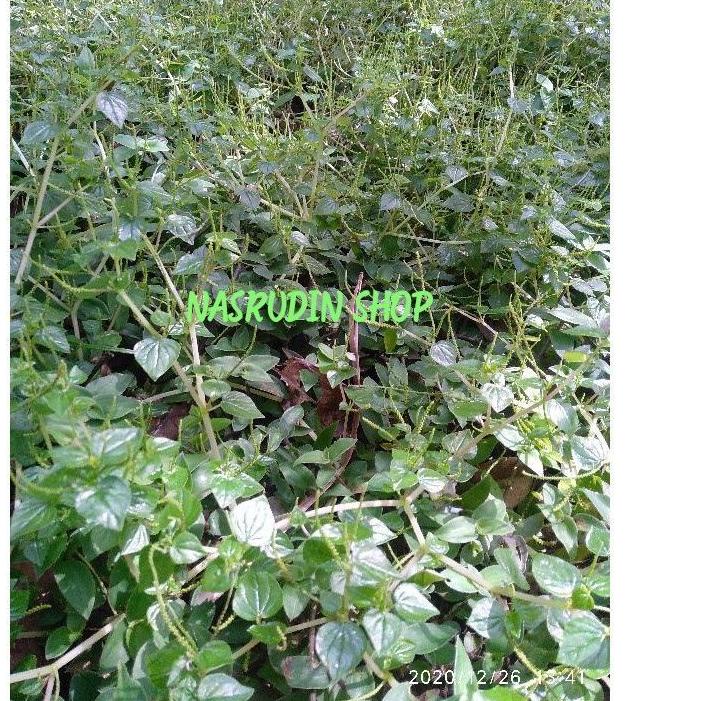

11.11 BRANDS FESTIVAL DAUN SURUHAN SEGAR 1KG | DAUN KETUMPANG AIR | DAUN SIRIH CINA 