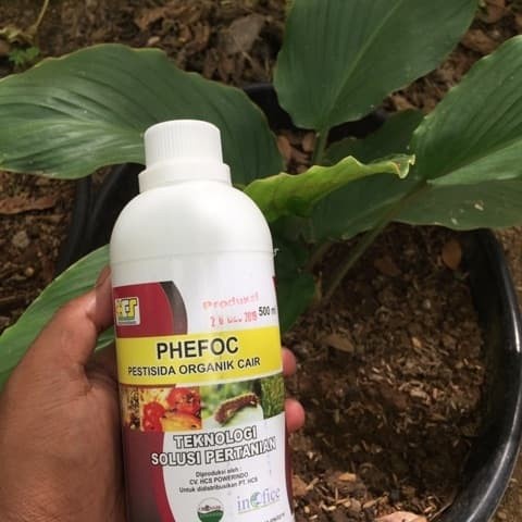 Terlaris" Paket hidroponik set SOT dan PHEFOC HCS Pupuk dan pestisida organik /v: