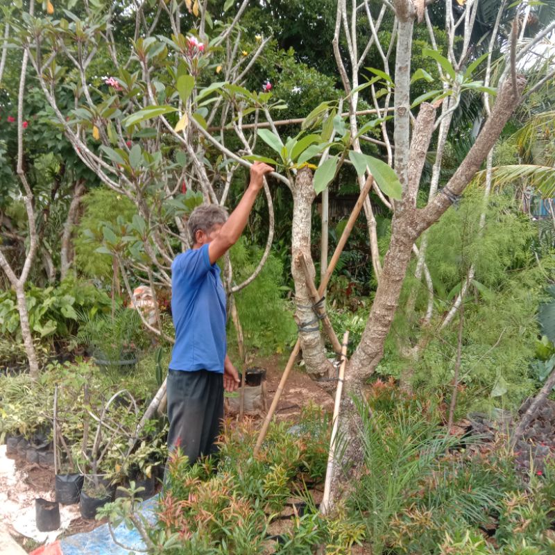 tanaman kamboja bali batang besar tinggi 2 - 3 meter  bonsai pohon kamboja jepun plumeria