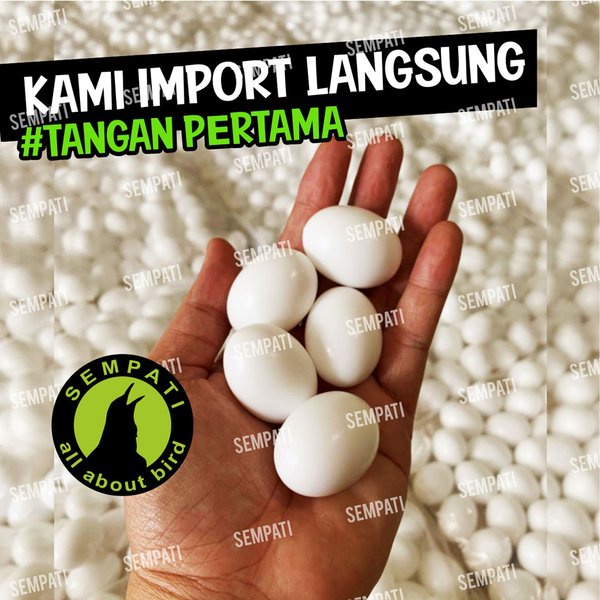 TELUR PALSU MAINAN BURUNG MERPATI