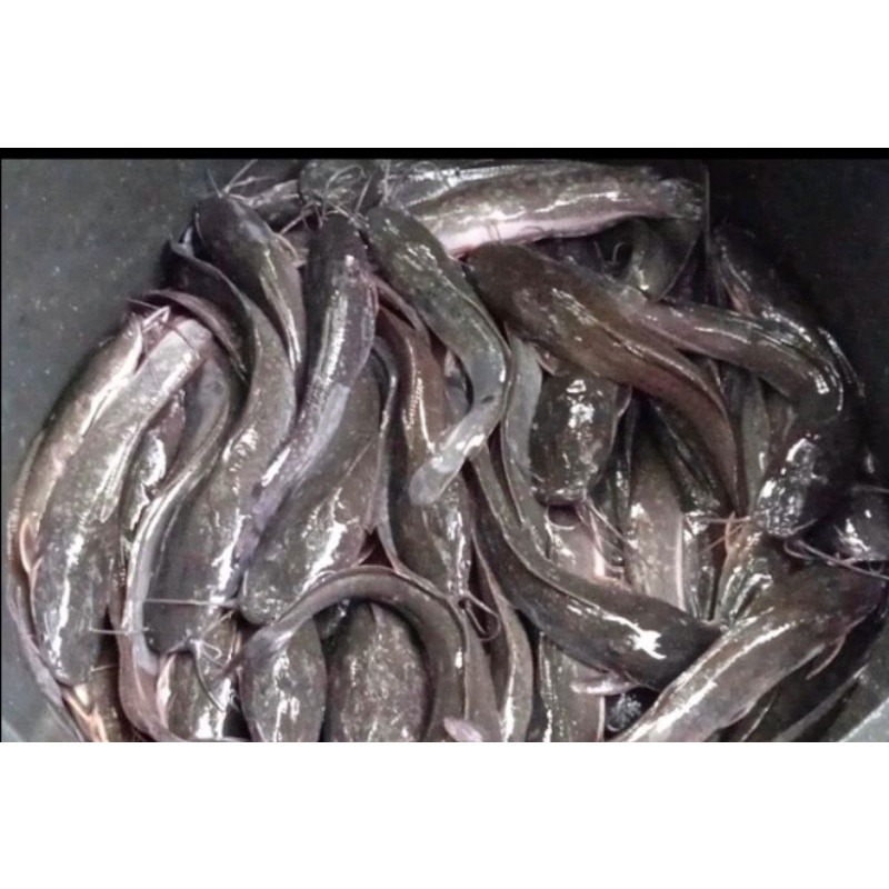 

IKAN LELE 1KG - FC PALEMBANG