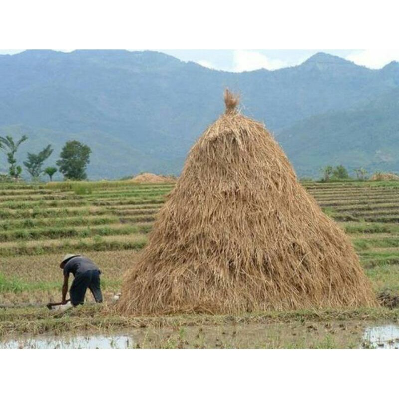 Jerami Padi Kering