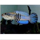 HIASAN PULCRA BLUE SPEK KONTES SINGLE TANK 15 16 CM GONDRONG BLACK DOT LIMPAH SPOT YL