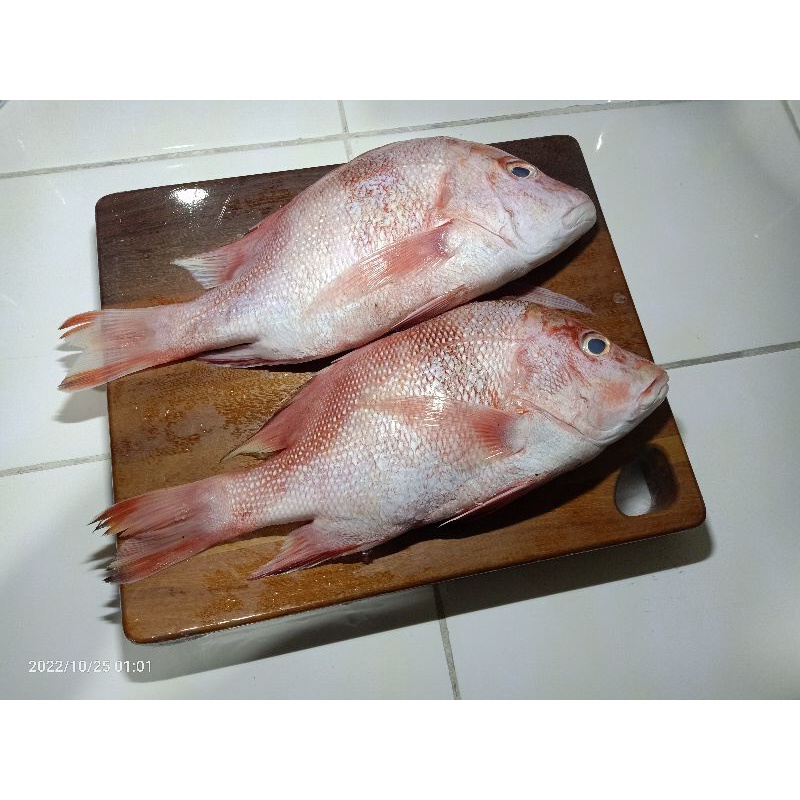 

Kakap Merah