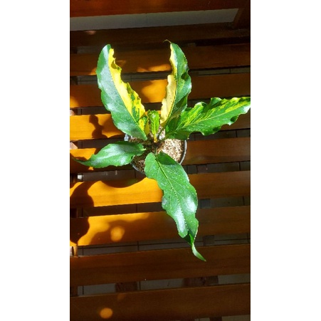 Anthurium gelombang cinta variegata