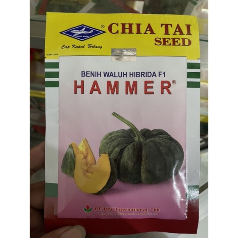 BENIH WALUH HAMMER 10 GRAM - BIBIT LABU KAPAL TERBANG