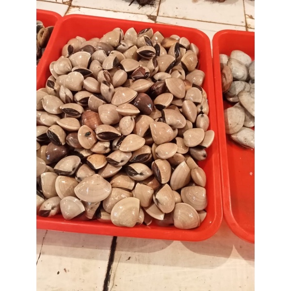 

Kerang Tahu 500 Gram