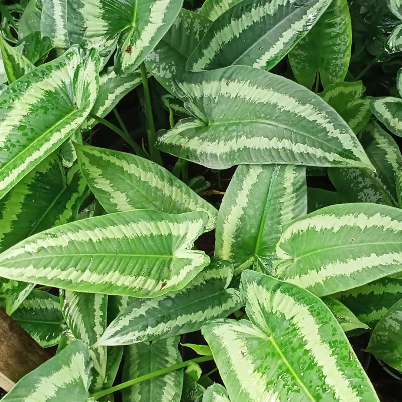 Homalomena Schismatoglottis Andromeda