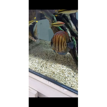Alenquer ikan discus 3inc