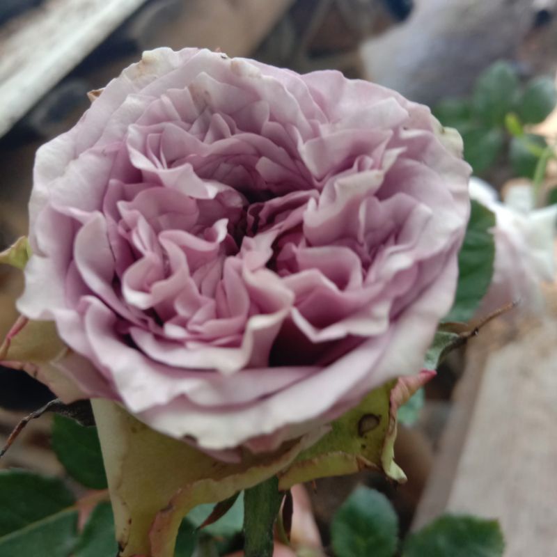 bunga mawar dolceto mawar import wangi mawar import murah