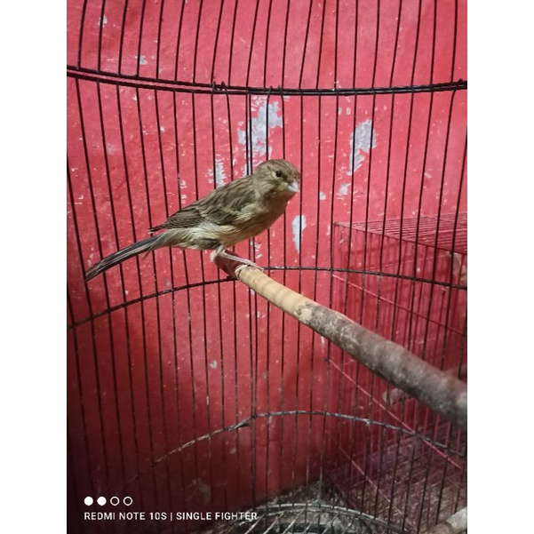 Burung kenari loper wrna ijo gelap, botol jaminan jantan