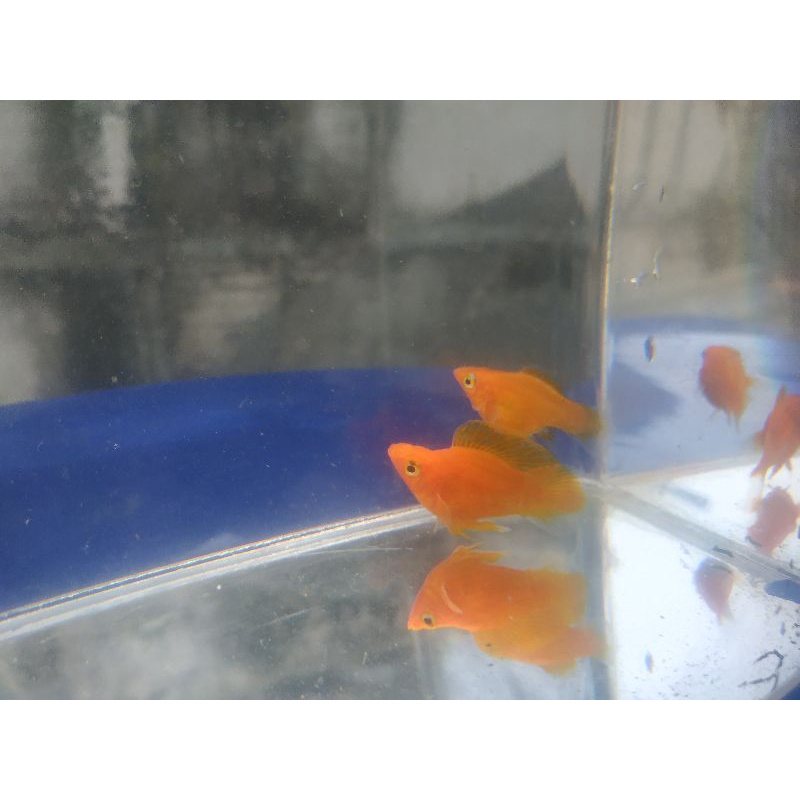 IKAN MOLLY BALON ORANGE/SUNKIST