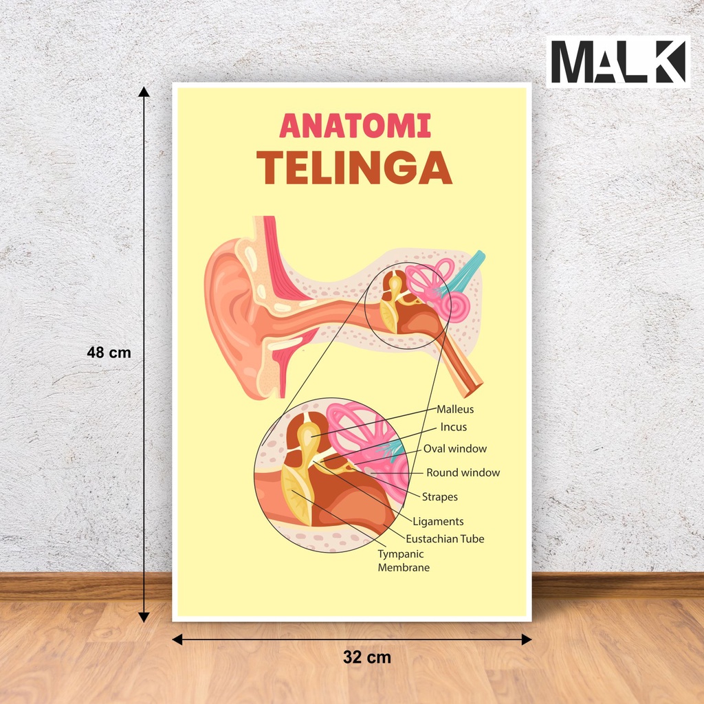 

Poster Kesehatan Strucktur Telinga