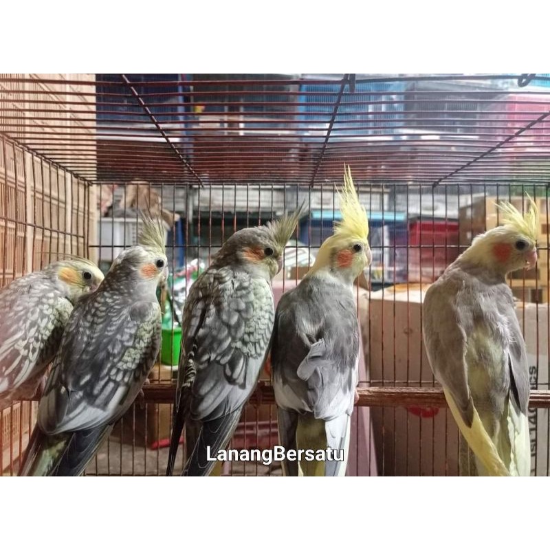 BURUNG PARKIT AUSTRALIA ATAU FALK WARNA GREY MUTIARA