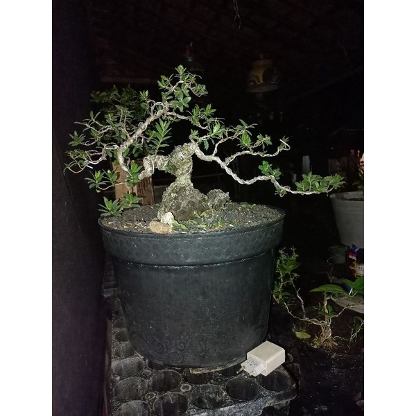 bonsai santigi karang dari dongkelan