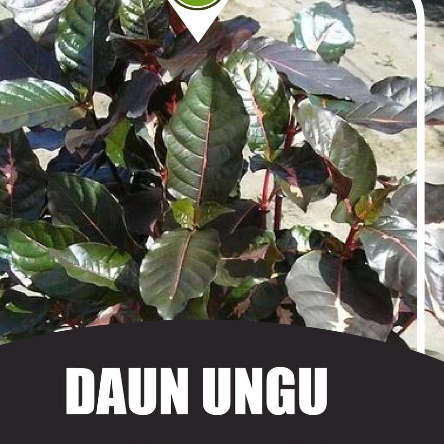 

れ Daun Ungu / Handeuleum Segar 50 Lembar untuk Wasir / Ambeien HARGA TERMURAH 3397 ⌘