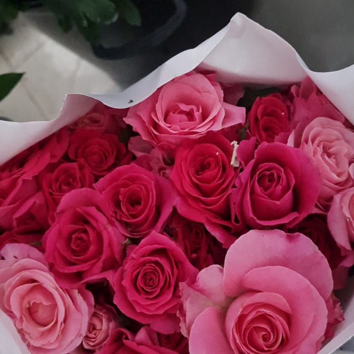 bunga mawar asli bunga mawar segar bunga mawar potong