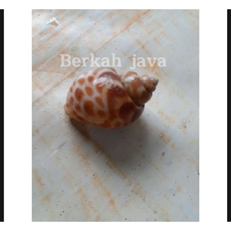 cangkang keong macan | bahan kerajinan tangan | bahan pajangan